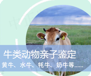 杭州牛类动物亲子鉴定
