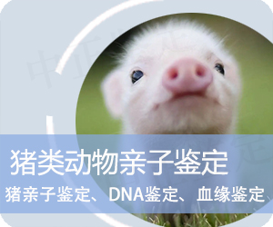 杭州猪类动物亲子鉴定